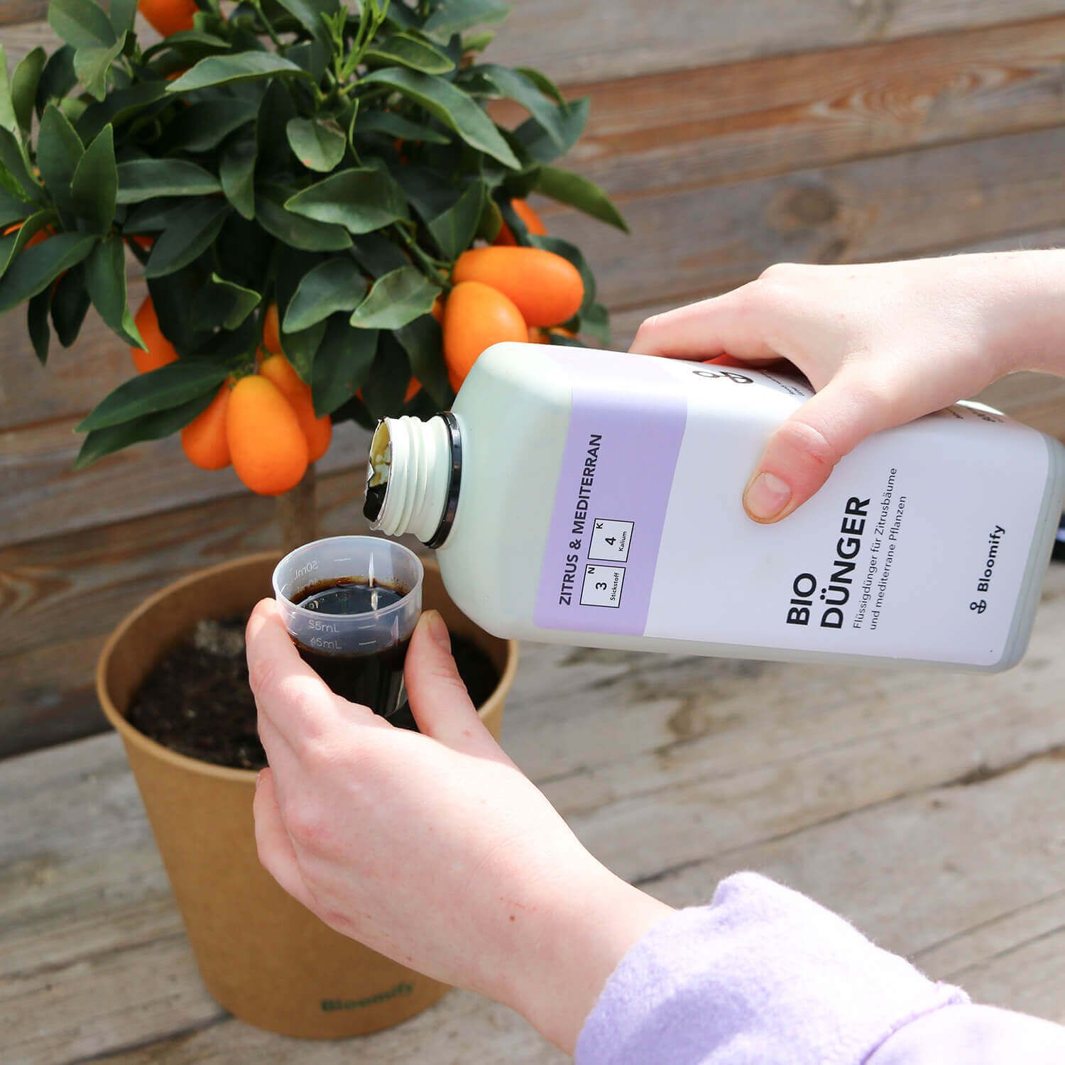 Hand dosiert Bloomify Bio Dünger an einem Kumquat Bäumchen