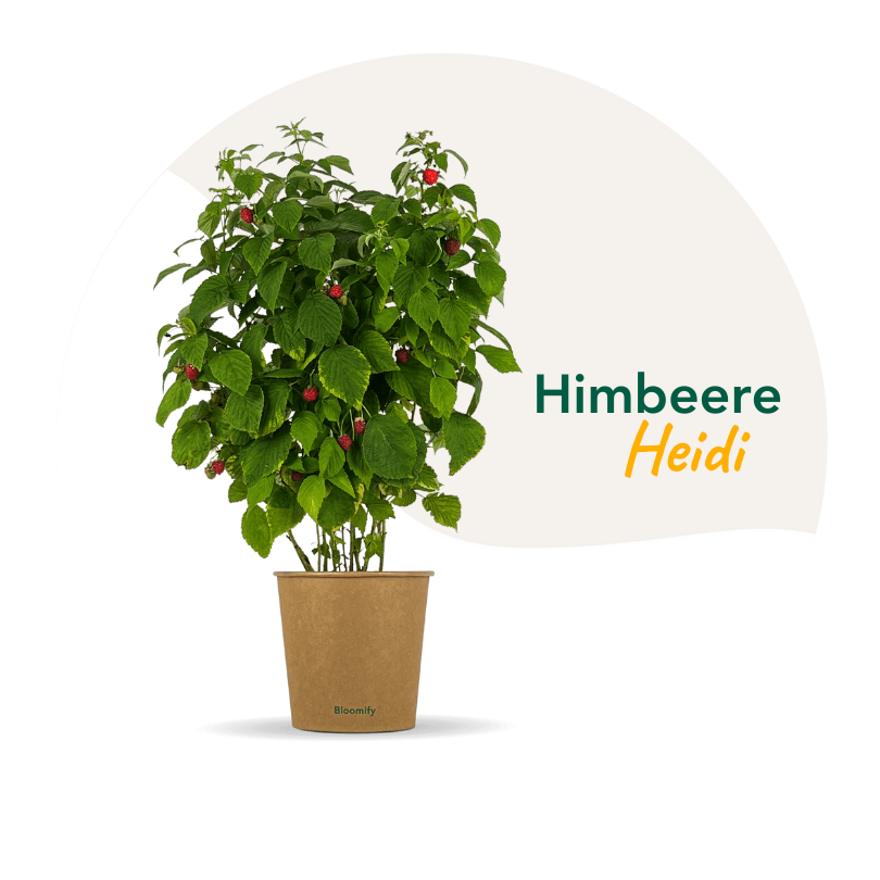 Bloomify Himbeerpflanze Heidi im Topf